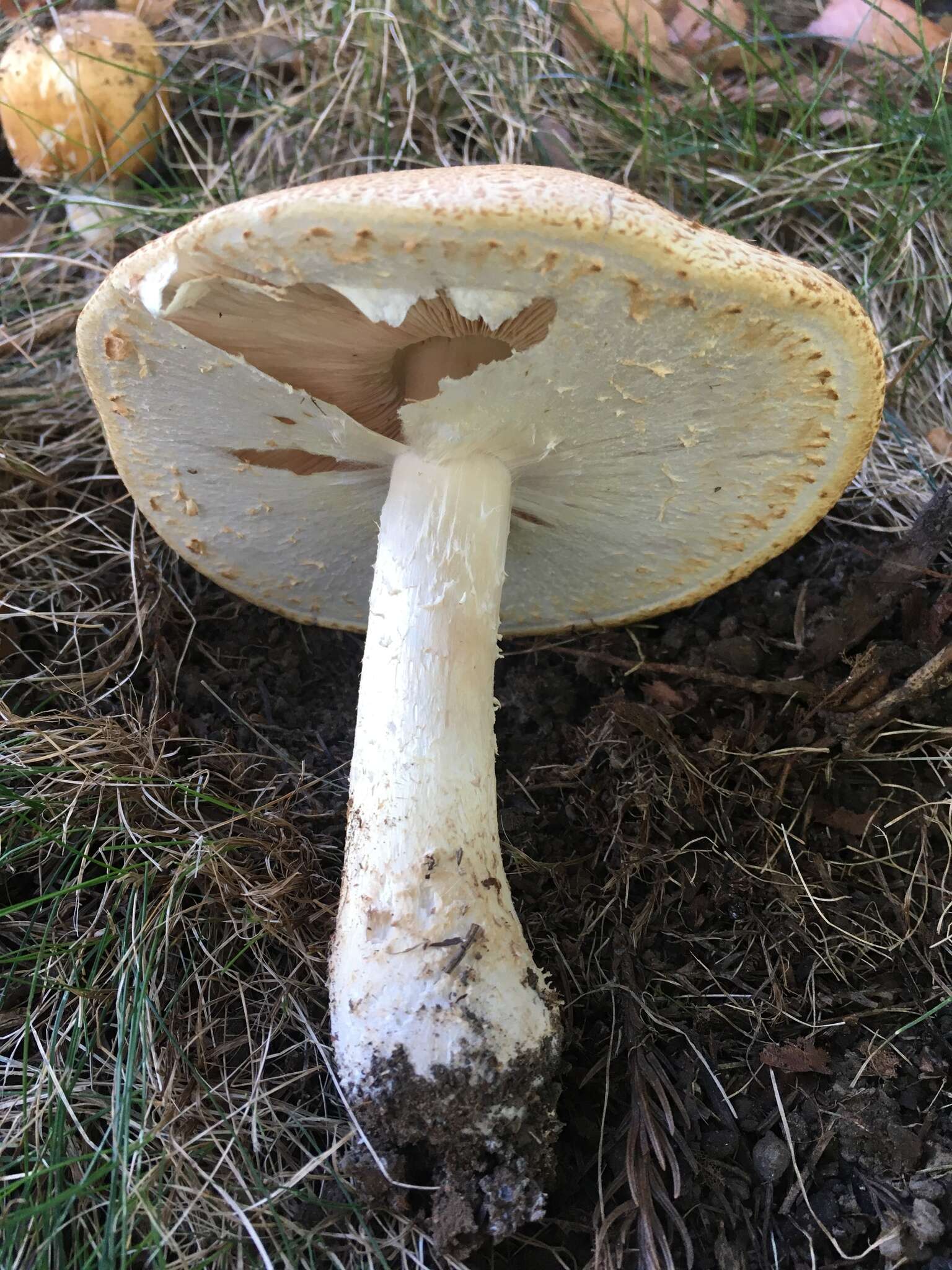 Image of Agaricus nanaugustus Kerrigan 2016