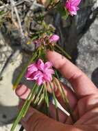 Image of Australian Native Rose