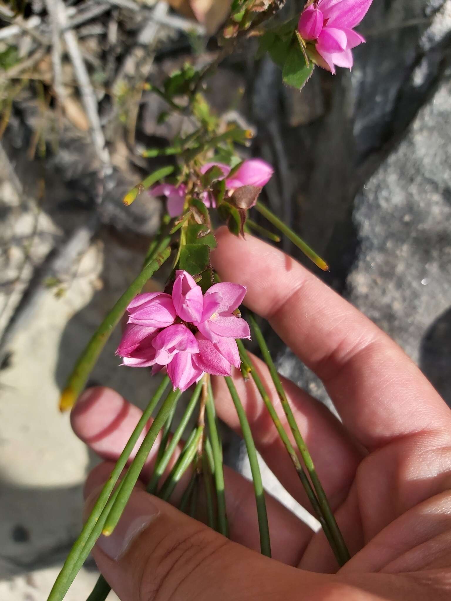 Image of Australian Native Rose