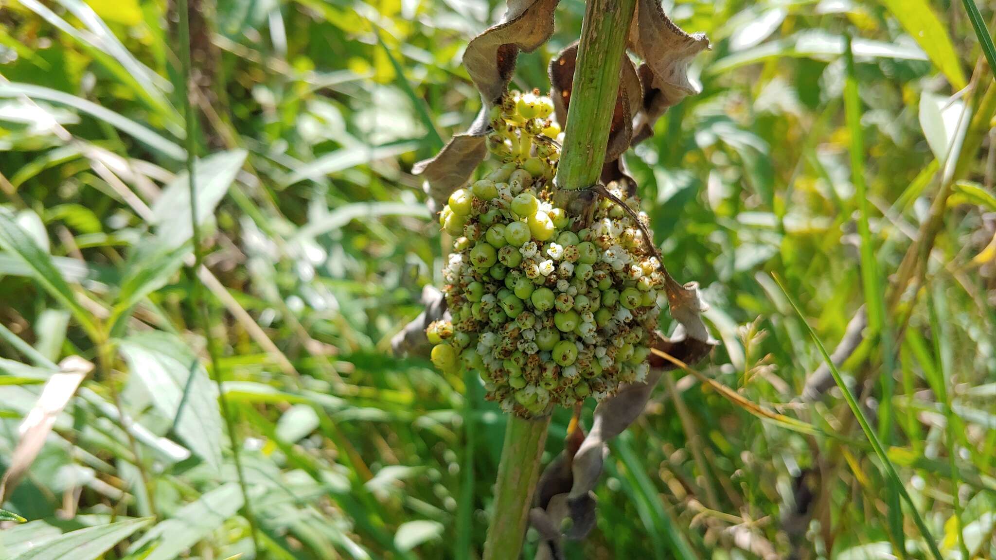 Cuscuta coryli Engelm. resmi