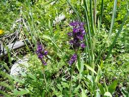 Image of silky phacelia