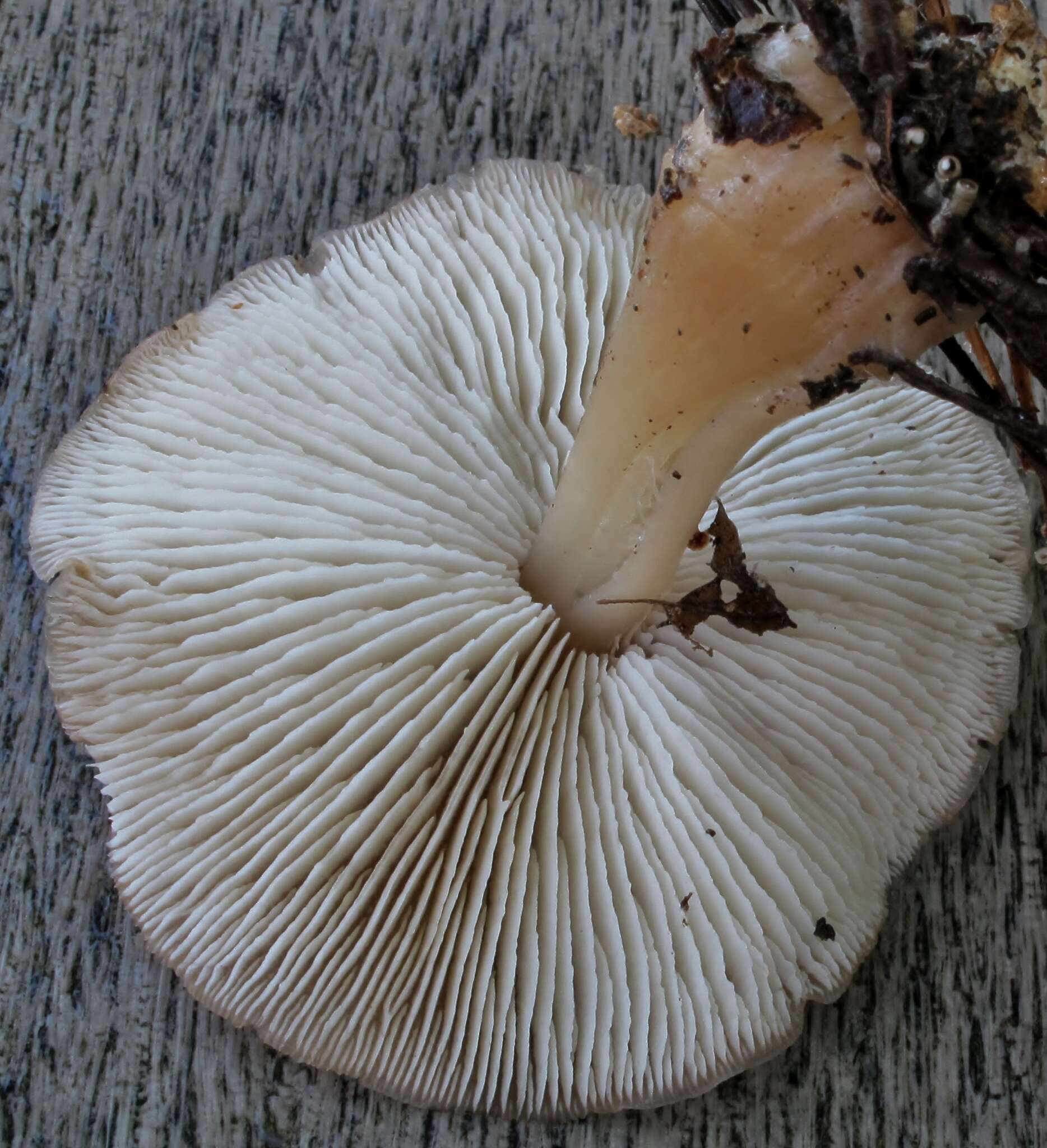 Image of Rhodocollybia butyracea (Bull.) Lennox 1979