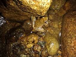 Image of Black Torrent Frog