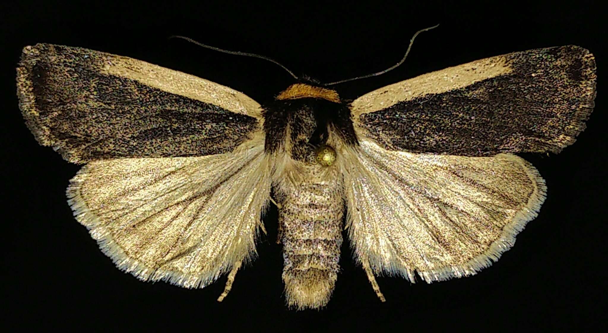 Слика од Abagrotis vittifrons Grote 1864