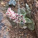 Crassula exilis subsp. cooperi (Regel) Tölken resmi