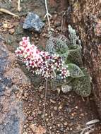 Crassula exilis subsp. cooperi (Regel) Tölken resmi