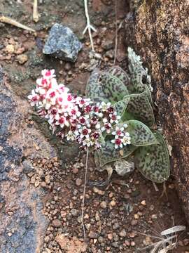 Image of Crassula exilis subsp. cooperi (Regel) Tölken