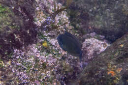 Image of Banded Unicornfish