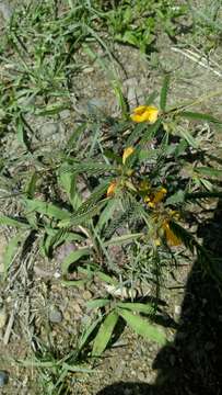 Image of Chamaecrista repens (Vogel) H. S. Irwin & Barneby