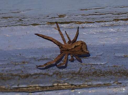Image of Square-ended Crab Spider