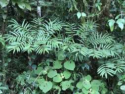 Image of Pitted Potato Fern