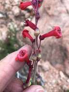 Image of Utah penstemon