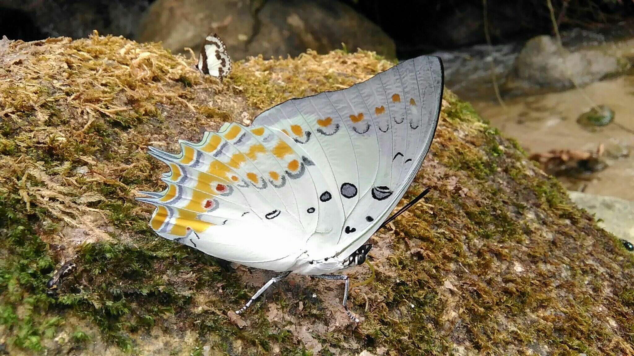 Image of Polyura delphis Doubleday 1843