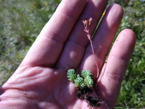 Image of Sedum tenellum M. Bieb.