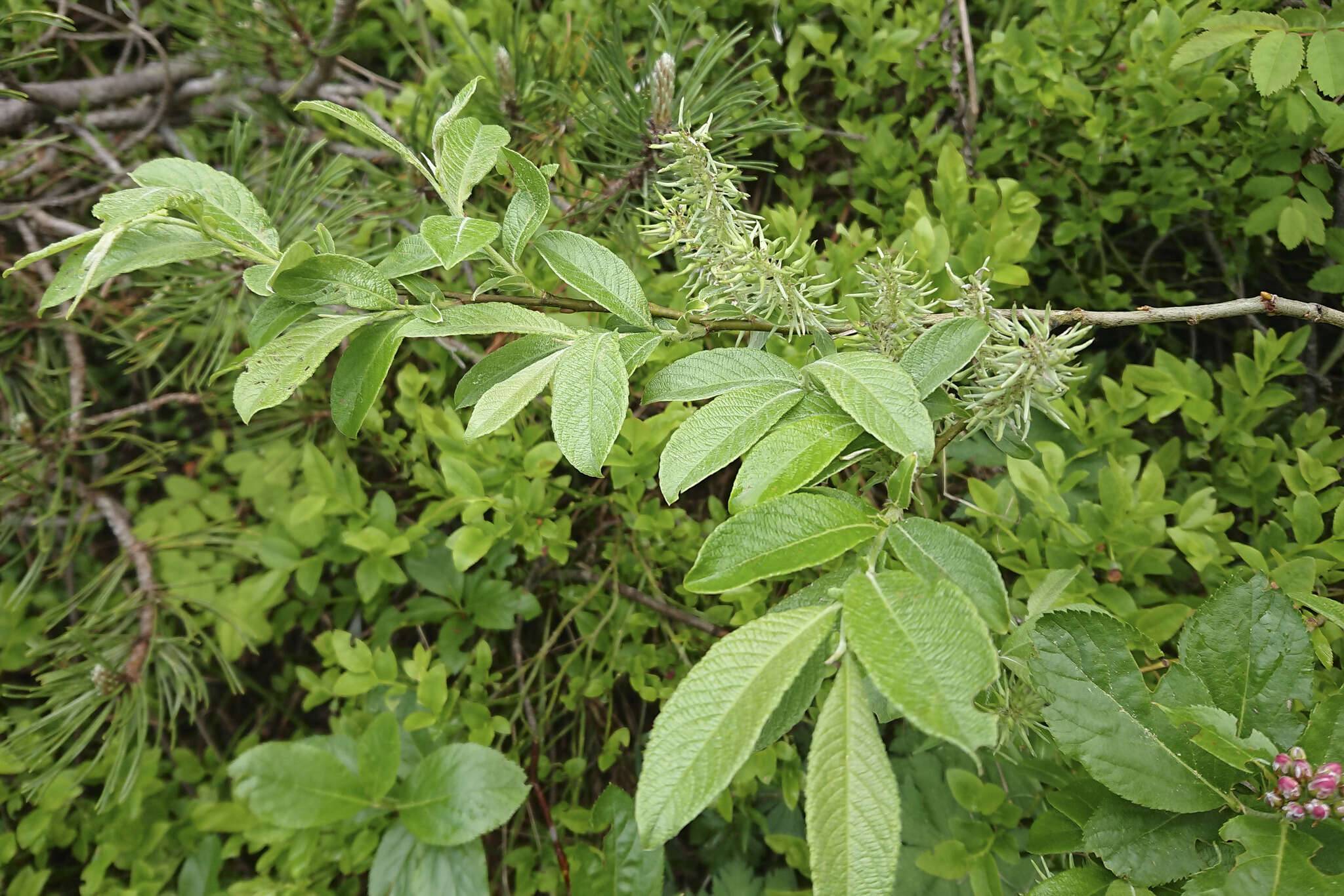 Image of Salix appendiculata Vill.