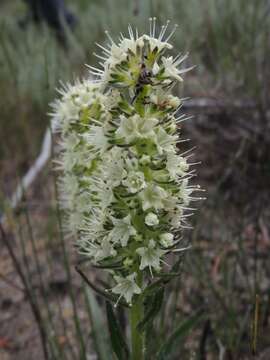 Слика од Echiostachys incanus (Thunb.) Levyns