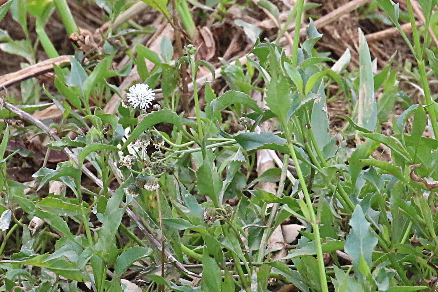 Plancia ëd Gymnocoronis