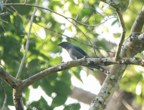 Image of Black-winged Cuckooshrike