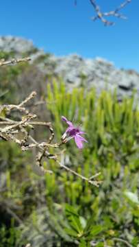 Oplonia minor (Benoist) Stearn resmi