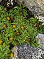 Image of Abrotanella pusilla (Hook. fil.) Hook. fil.