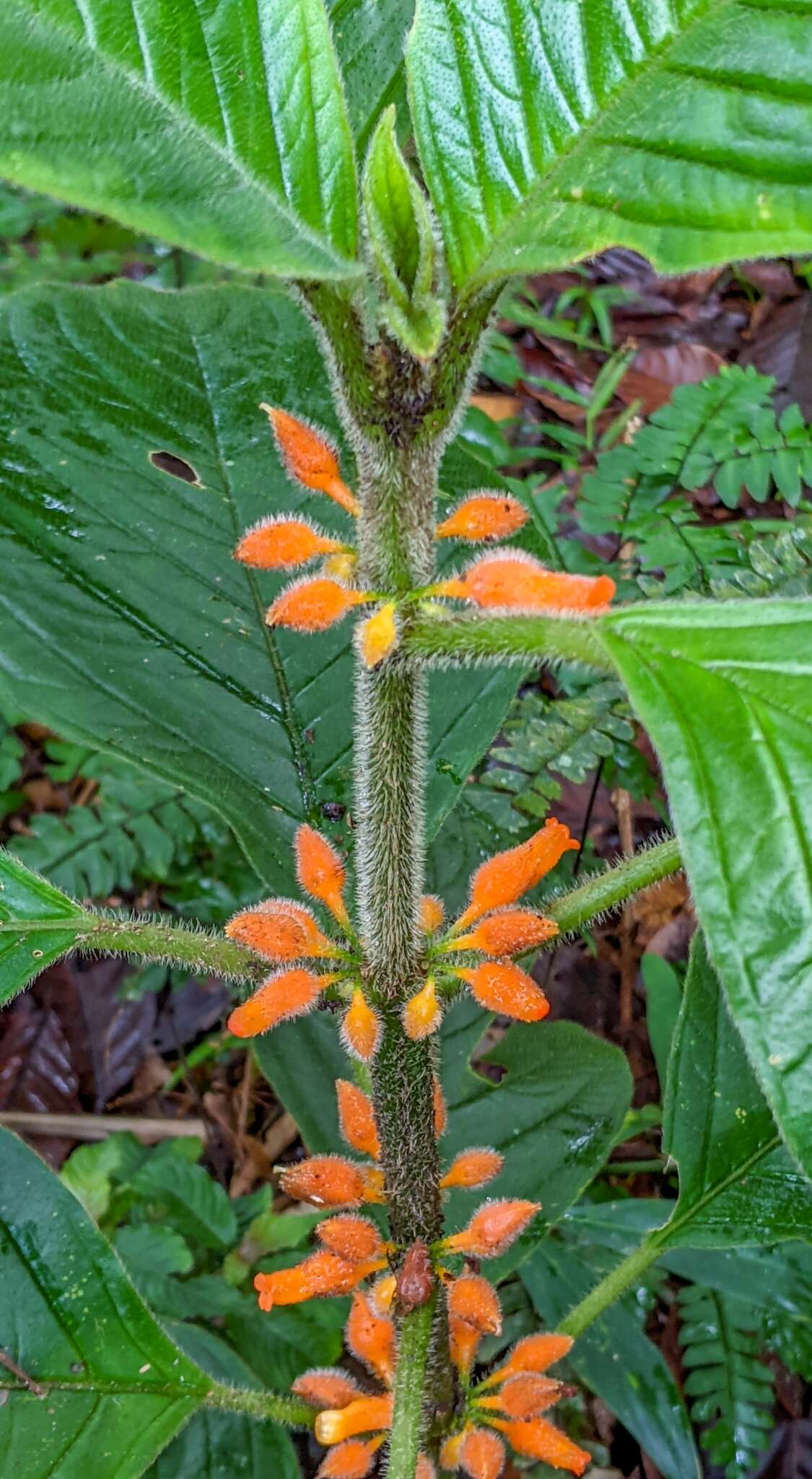 Image of Besleria columneoides Hanst.