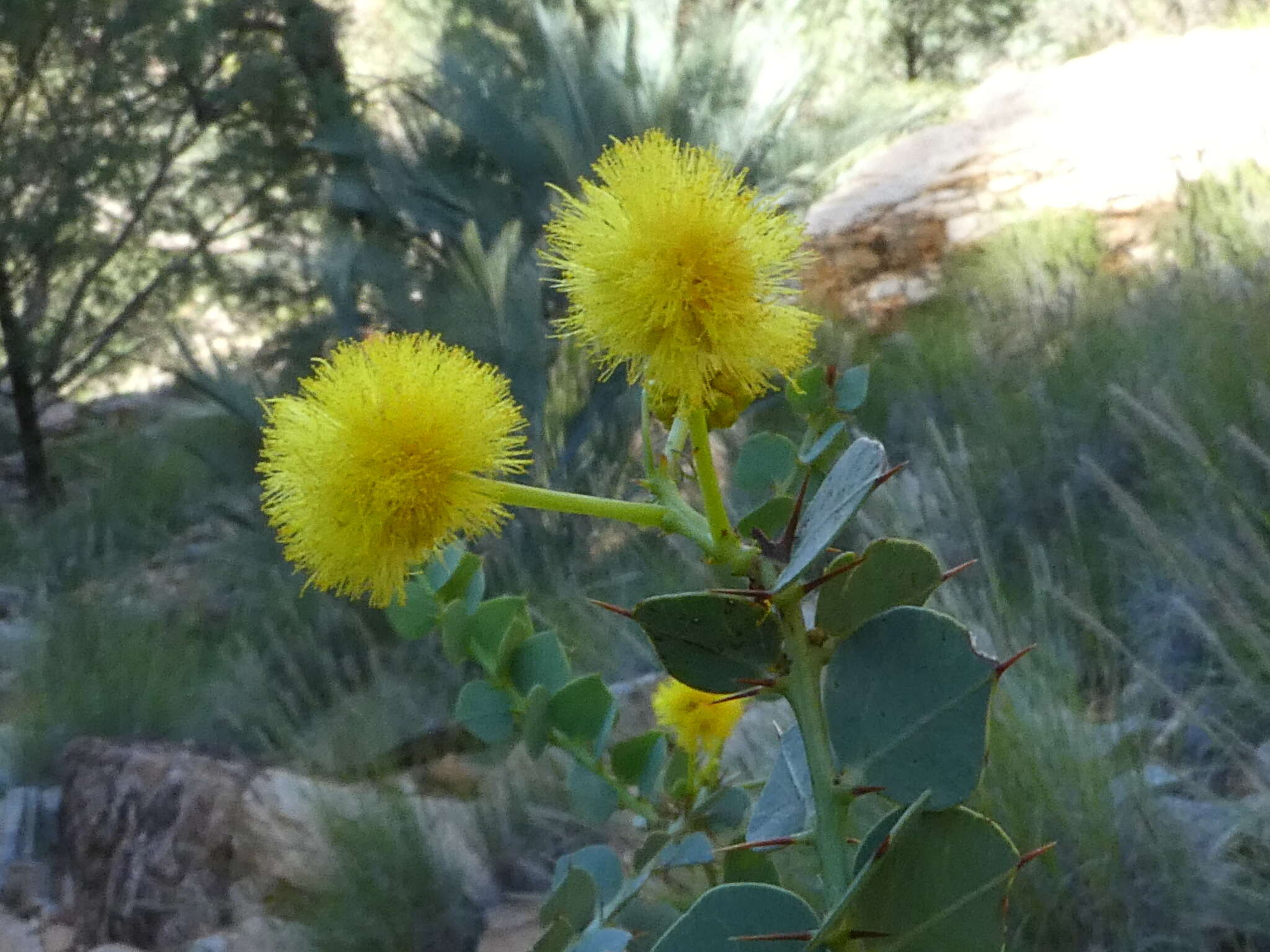 Imagem de Acacia strongylophylla F. Muell.