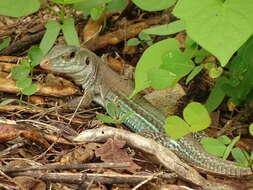 Image of Ameiva bifrontata divisa (Fischer 1879)