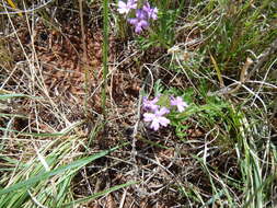 Image of Dakota mock vervain