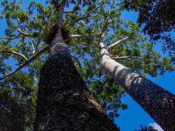 Image of Atherton Kauri Pine