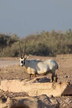 Image of Arabian Oryx