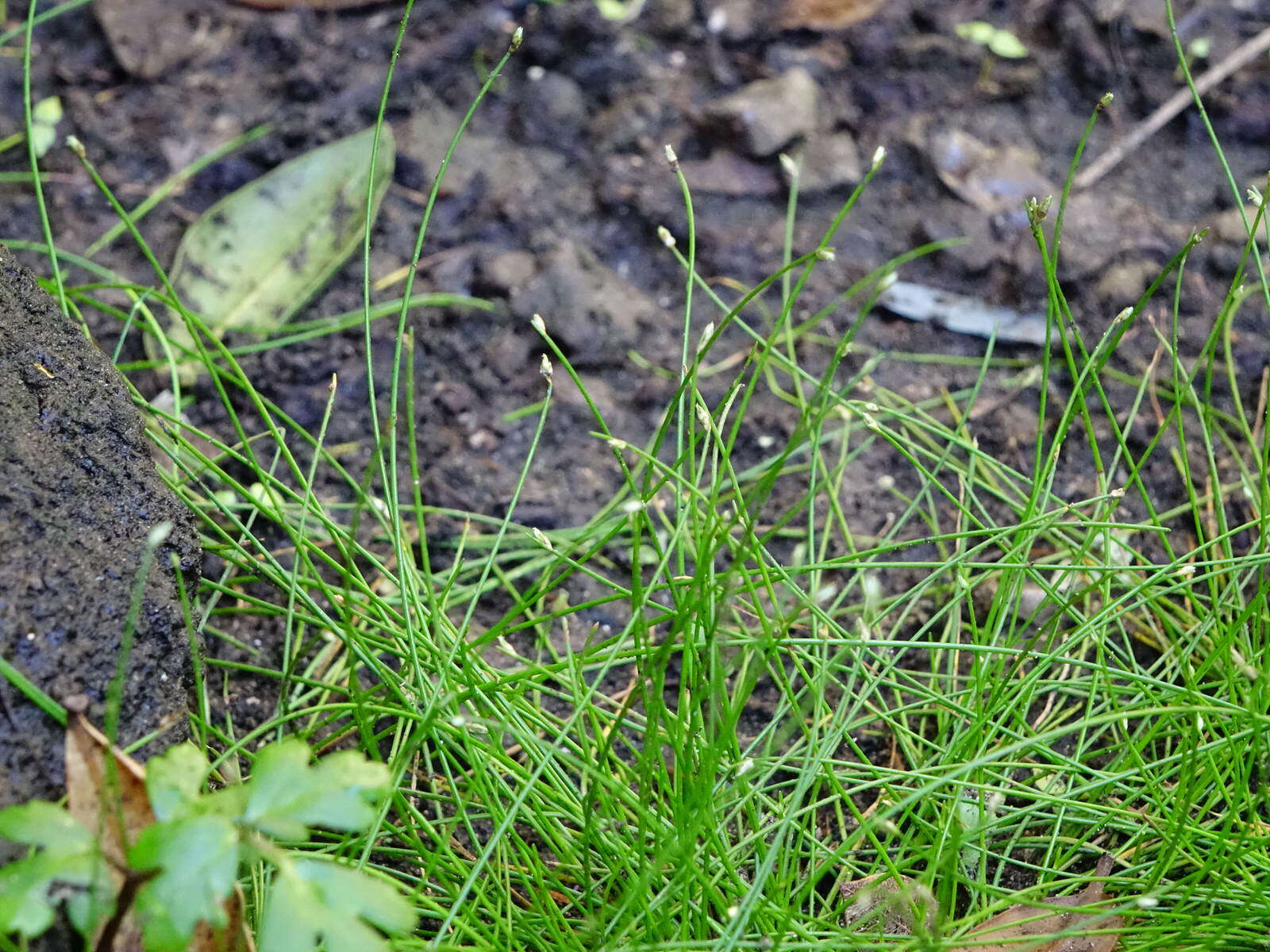 Image of Isolepis habra (Edgar) Soják