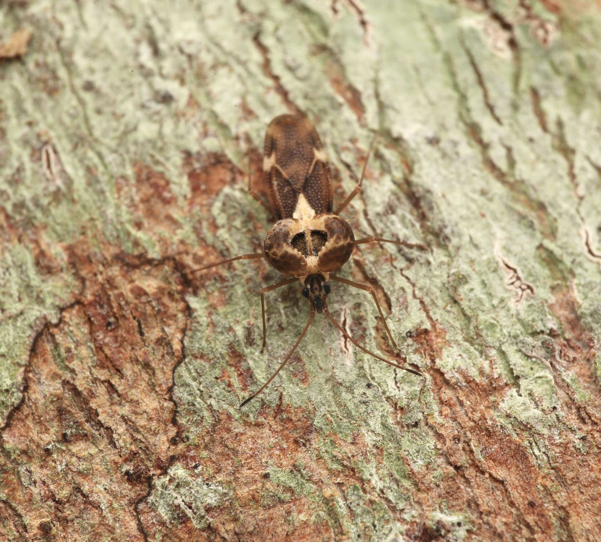 Image de Ypsotingis bakeri Drake 1958