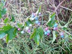 Image of Amur peppervine