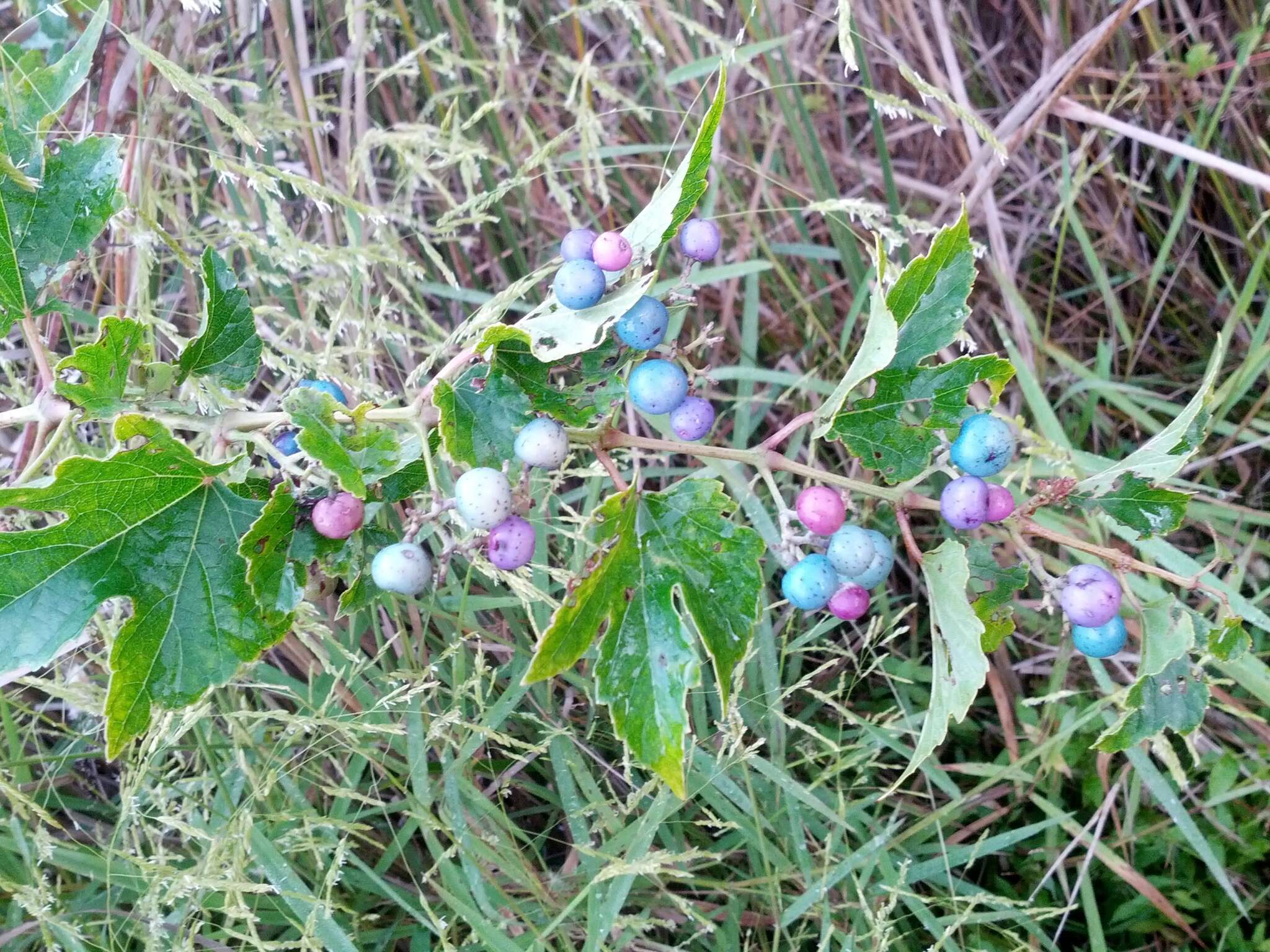 Plancia ëd Ampelopsis heterophylla var. brevipedunculata (Maxim. ex Trautv.) C. L. Li