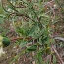Image of Pimelea stricta Meissn.