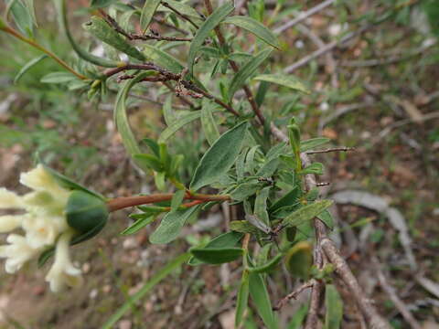 Image of Pimelea stricta Meissn.