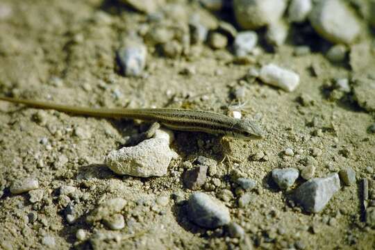 Ophisops elegans basoglui Baran & Budak 1978的圖片