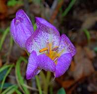 Image of Colchicum bivonae Guss.