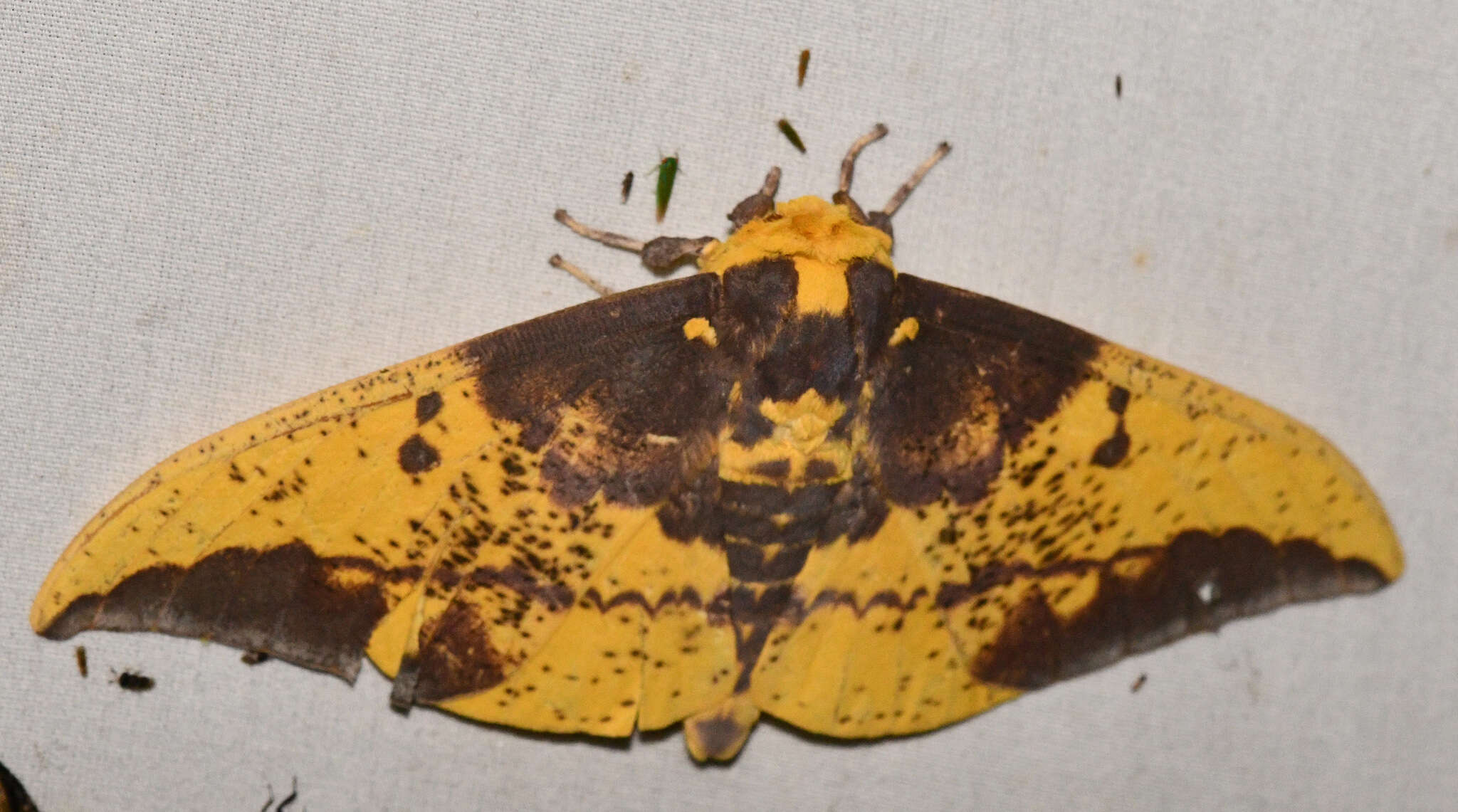 Eacles imperialis cacicus (Boisduval 1868)的圖片