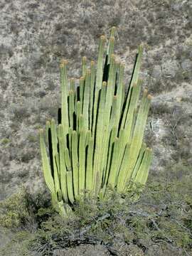 Image of Pachycereus fulviceps (F. A. C. Weber ex Schumann) D. R. Hunt