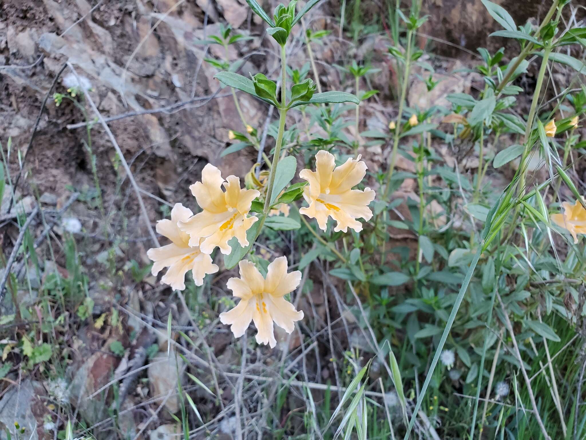 Plancia ëd Diplacus grandiflorus Groenland