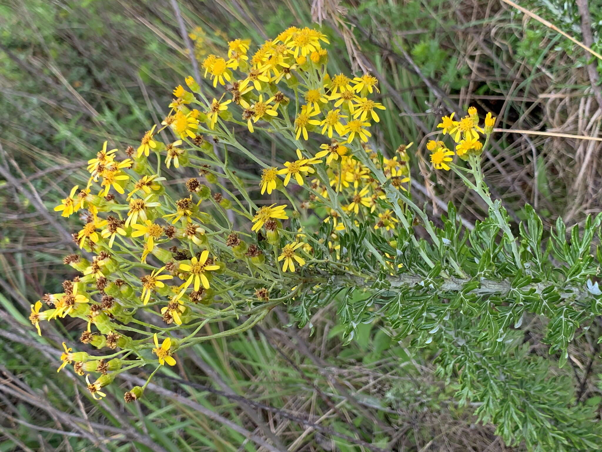 Image of Senecio haygarthii M. R. F. Taylor ex Hilliard