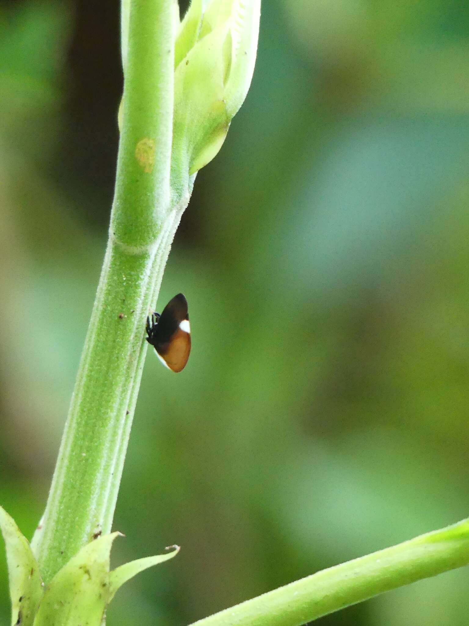 Image of Membracis tectigera Olivier