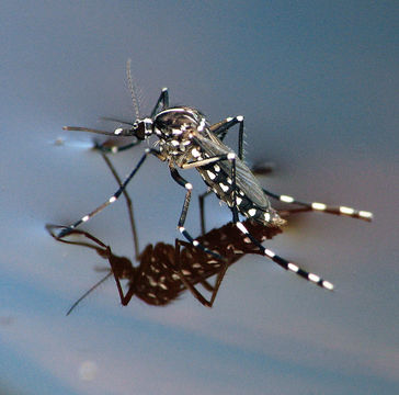Image of Asian Tiger Mosquito
