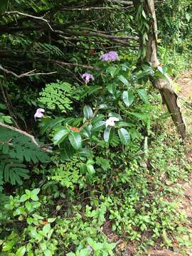 Imagem de Cryptostegia madagascariensis Boj.