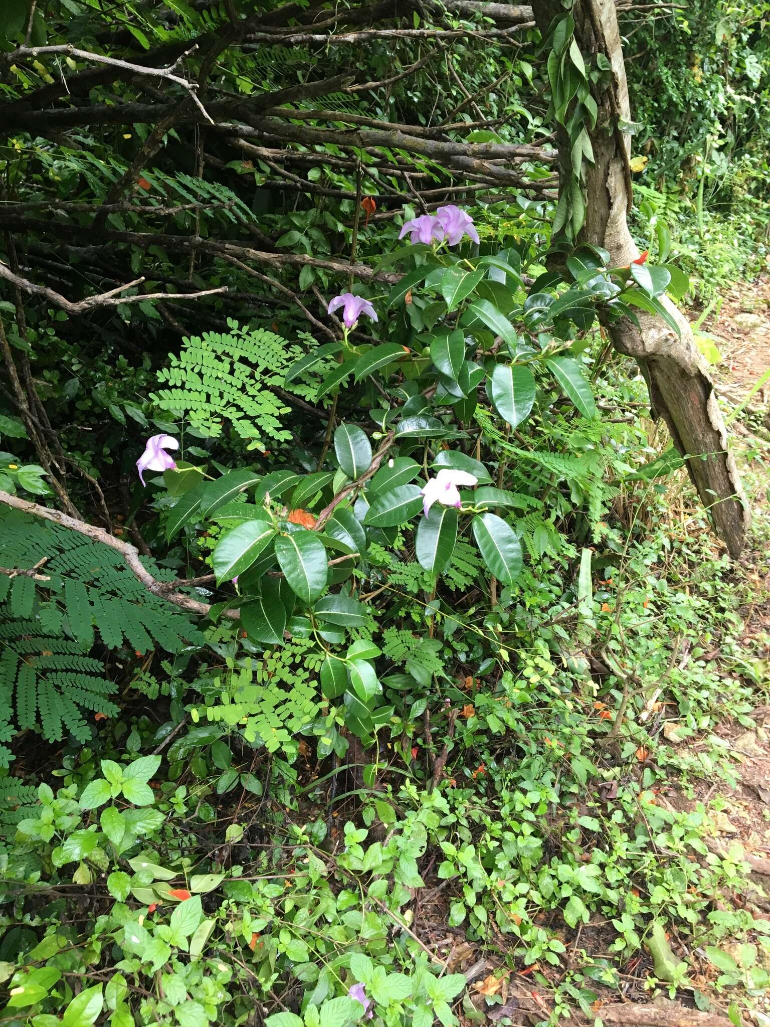 Cryptostegia madagascariensis Boj. resmi