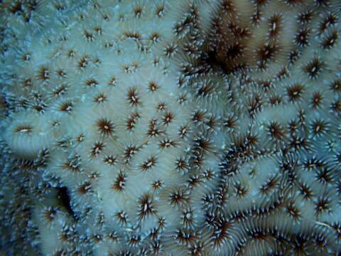 Image of Peacock Coral