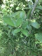 Rubus cuneifolius Pursh resmi