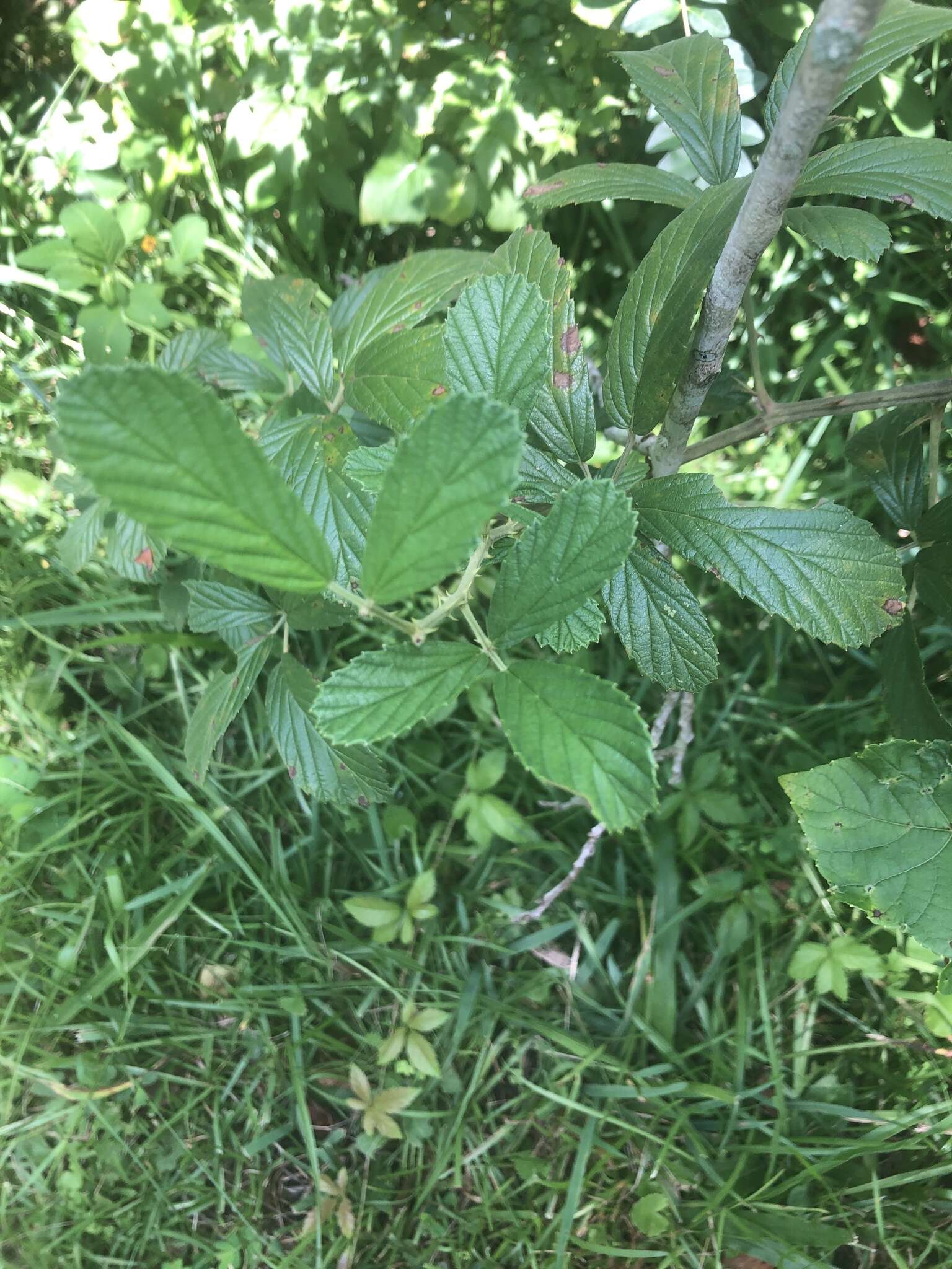 Rubus cuneifolius Pursh resmi