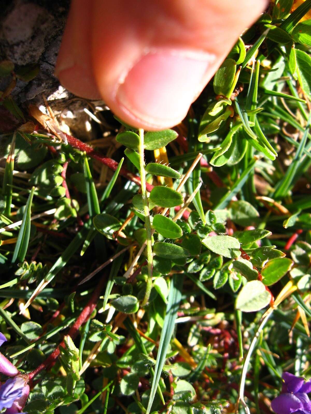 Image de Oxytropis jacquinii Bunge